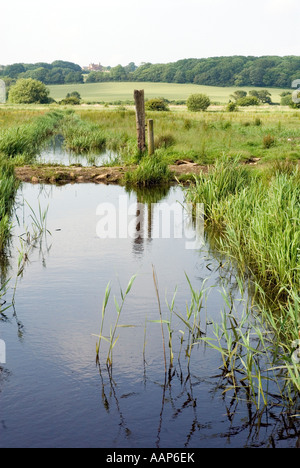 Entwässerungsgraben in Combe Haven Valley SSSI zwischen Bexhill und Hastings East Sussex England UK Großbritannien Europa Stockfoto