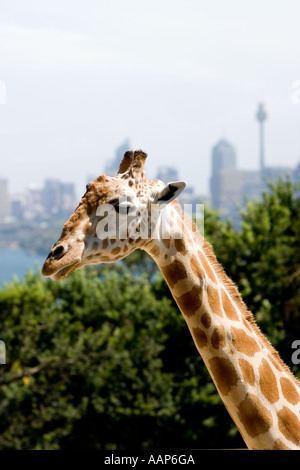 Giraffe im Zoo von Sydney Stockfoto