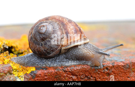 Schnecke Garten-Schnecke (Helix Aspersa) gilt als einer der wichtigsten Schädlinge für Gärtner und wichtige Nahrungsquelle für viele Vögel Stockfoto