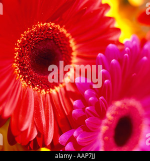 Bündel von bunten Farbige Gerbera Daisy Flowers Stockfoto