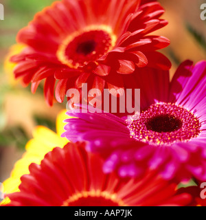 Bündel von bunten Farbige Gerbera Daisy Flowers Stockfoto