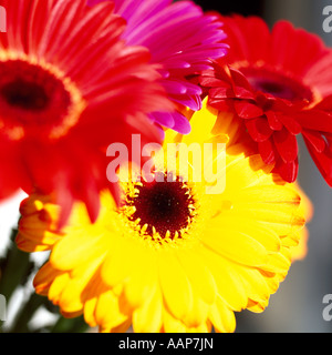 Bündel von bunten Farbige Gerbera Daisy Flowers Stockfoto