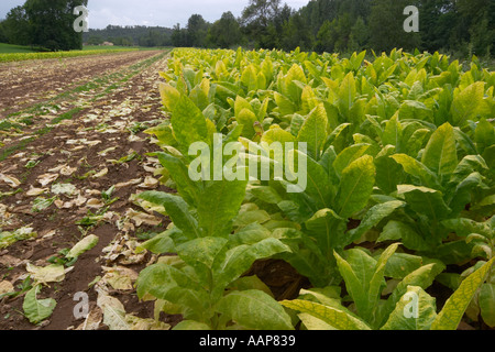 Tabakanbau in einem Feld in der Dordogne-Region von Frankreich Stockfoto