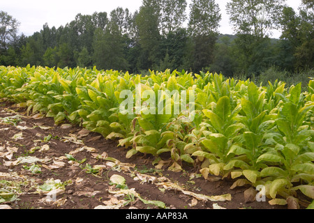 Tabakanbau in einem Feld in der Dordogne-Region von Frankreich Stockfoto