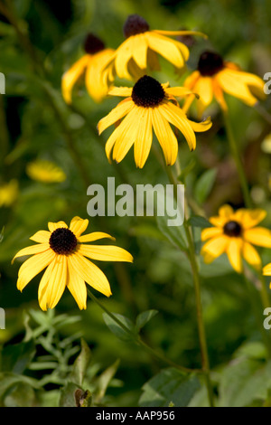 Black eyed Susans am Straßenrand in Massachusetts Stockfoto