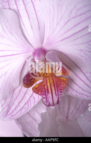 Phalaenopsis Orchidee Stockfoto