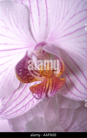 Phalaenopsis Orchidee Blume Stockfoto