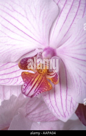 Phalaenopsis Orchidee Stockfoto