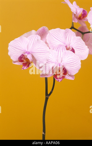 Phalaenopsis Orchidee Stockfoto