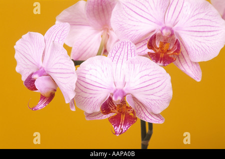 Phalaenopsis Orchidee Stockfoto