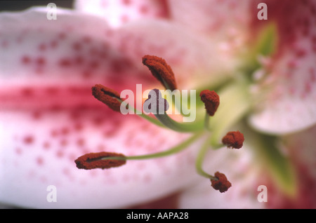 Stargazer Lily Flower Stockfoto