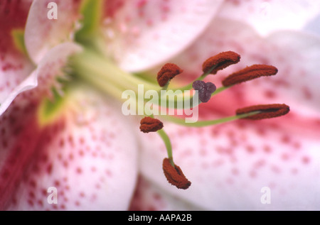 Stargazer Lily Flower Stockfoto