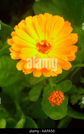 JEKKA MCVICARS MEDIZINISCHEN KRÄUTERGARTEN AN IHREM BAUERNHOF IN ALVESTON UK RINGELBLUME Stockfoto