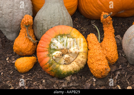 Kürbis Kürbisse Stockfoto