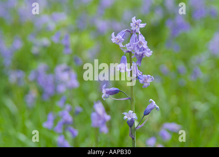 Englische Blauzunge (Hyacinthoides nonscripta) Stockfoto