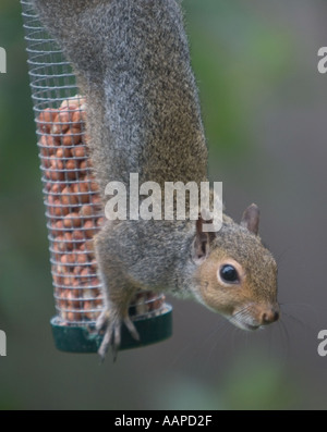 Grauhörnchen überfallen Vogelhäuschen Essen Erdnuss Stockfoto