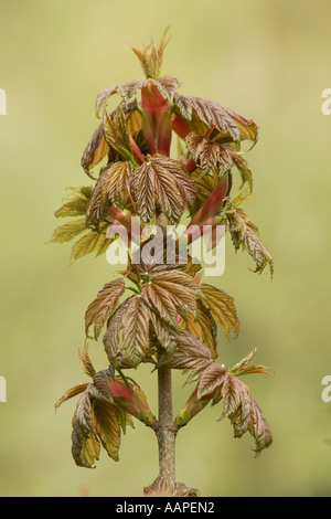 Maulbeerfeigenbaum sapling (Acer pseudoplatanus) im Frühjahr in Sussex, England, UK. Stockfoto