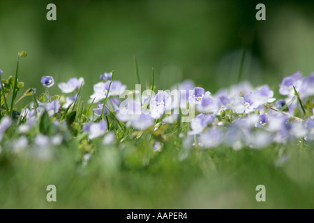 Erdgeschoss Blick auf Blau, gemeinsame Feld Ehrenpreis (Veronica persica) in voller Blüte im Frühling in Sussex, England. Stockfoto