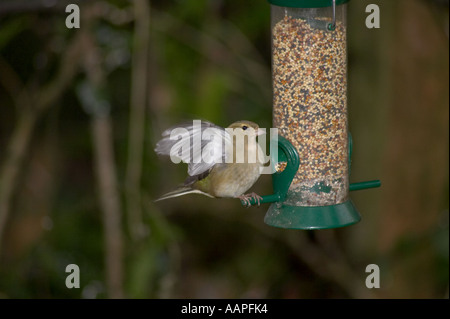 Eine weibliche Buchfink bei Saatgut Einzug. Stockfoto