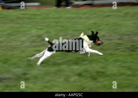 Alle Rassen Hund anzeigen Stockfoto