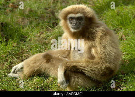 Einen erwachsenen Lar Gibbon sitzen auf dem Boden und direkt auf die Kamera (Hylobates lar) Stockfoto