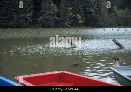 Boote am Lacu Rosu roten See in den Bergen von Siebenbürgen Rumänien Stockfoto