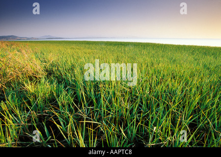 Kalifornien, East Bay Parks San Pablo Bay Küste, Punkt Pinole Regional Park Stockfoto