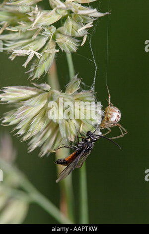 Spinne, die versucht, eine Wespe in sein Netz (Theridion Impressum oder Phylloneta Impressa und Blattwespen) fangen Stockfoto