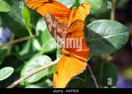 Dryas Julia (auch buchstabiert Iulia), gemeinhin als Julia Schmetterling oder Julia Heliconian Stockfoto