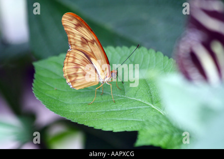 Dryas Julia (auch buchstabiert Iulia), gemeinhin als Julia Schmetterling oder Julia Heliconian Stockfoto