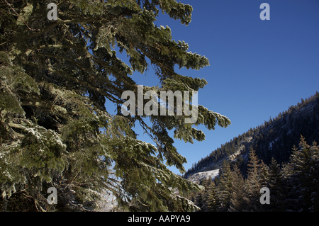 Frankreich lans En Vercors Bäumen Äste mit etwas Schnee Stockfoto