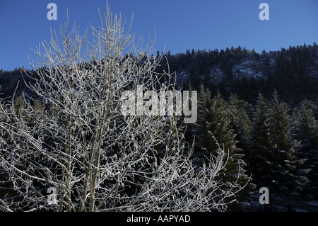 Frankreich lans En Vercors Bäumen Äste mit Schnee eingehüllt Stockfoto
