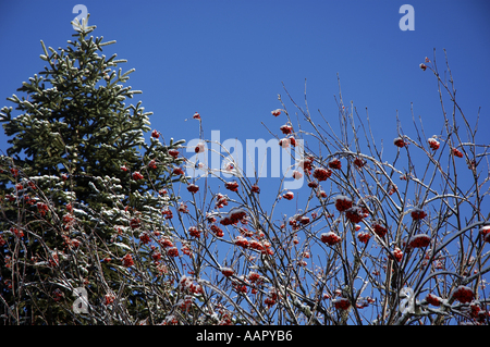 Frankreich lans En Vercors Bäume und Beeren Tannenzweigen eingepackt mit Schnee Stockfoto