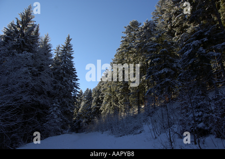 Frankreich lans En Vercors verschneiten Pfad zwischen Tannen Stockfoto
