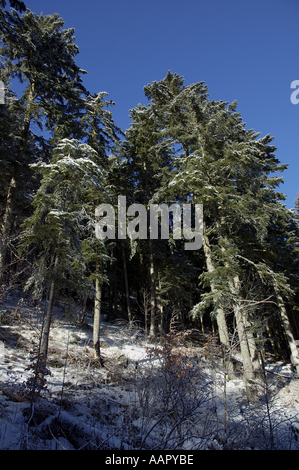 Rance lans En Vercors Bäumen Äste eingewickelt leicht mit Schnee Stockfoto