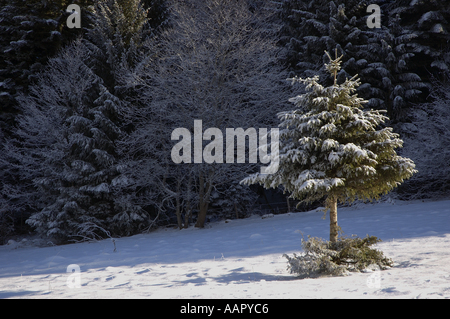 Tanne in einem Feld mit Schnee eingehüllt Stockfoto