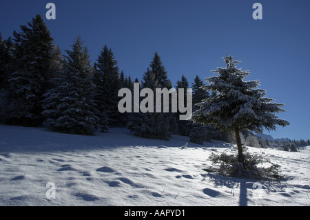Tanne in einem Feld mit Schnee eingehüllt Stockfoto