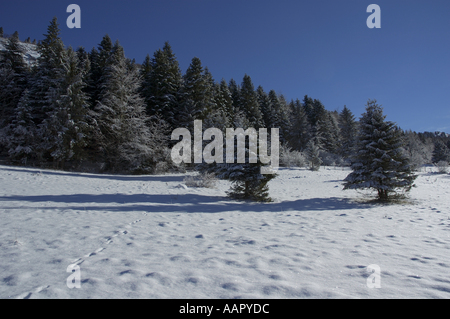Frankreich lans En Vercors Tannen in einem Bereich mit Schnee eingehüllt Stockfoto