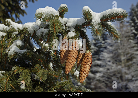Tanne Baum Zapfen und Zweige mit Schnee im winter Stockfoto