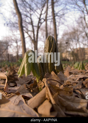 Pflanzen Sie Mayapple Podophyllum Peltatum entstehen im Frühjahr Austin Gärten Oak Park (Illinois) Stockfoto