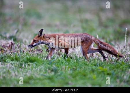 Rotfuchs (Vulpes Vulpes) auf die Jagd, auf der Suche alarmieren Dunton Bedfordshire Stockfoto