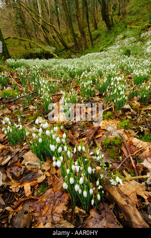 Schneeglöckchen im Spätwinter in Snowdrop Senke nahe Wheddon Cross auf Exmoor in Somerset, England Stockfoto