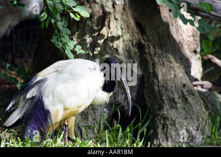 Australische weißer Ibis. (Threskiornis Molukken) Stockfoto