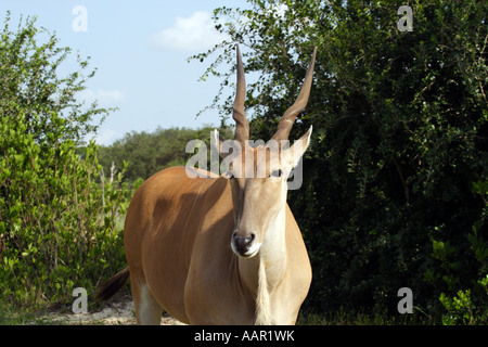 Gemeinsame Eland (Tauro Oryx) Stockfoto