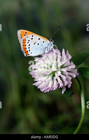 Große Kupfer (Lycaena Dispar) ernähren sich von Klee mit schönen Out-of-Fokus-Hintergrund Stockfoto