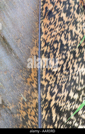 Nahaufnahme einer Feder Stockfoto