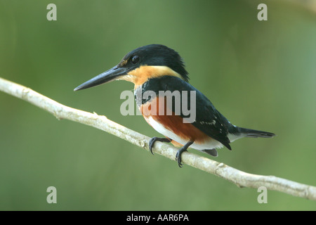 Amerikanische Pygmy Kingfisher Chloroceryle Aenea auf einem Ast Stockfoto