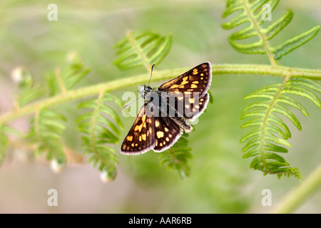 Karierte Skipper Carterocephalus Palaemon Schmetterling auf Braken Wedel Stockfoto