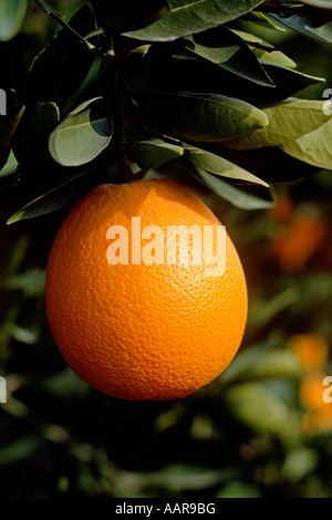 Eine ORANGE Citrus Sinensis reift an einem Baum in einem Obstgarten Süd-Kalifornien Stockfoto