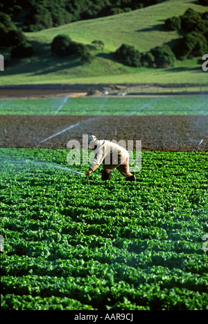 Sprinkler sind in einem Feld von BUTTER Salat in SALINAS VALLEY in Kalifornien angepasst. Stockfoto